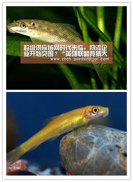 超级供应链网时代来临,物流企业开始突围?“英雄联盟竞猜大厅 ”(图3) 英雄联盟竞猜大厅